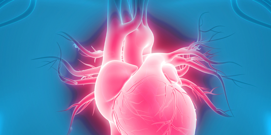 An image highlighting the human heart