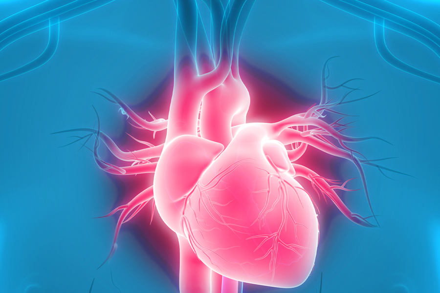 An image highlighting the human heart